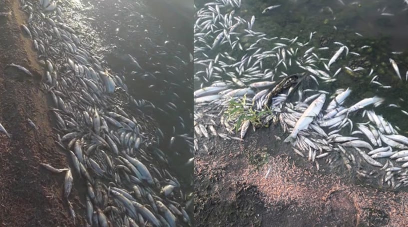 Miles de peces aparecieron muertos en las orillas del dique de Cruz del Eje (Foto: El.Doce.TV)