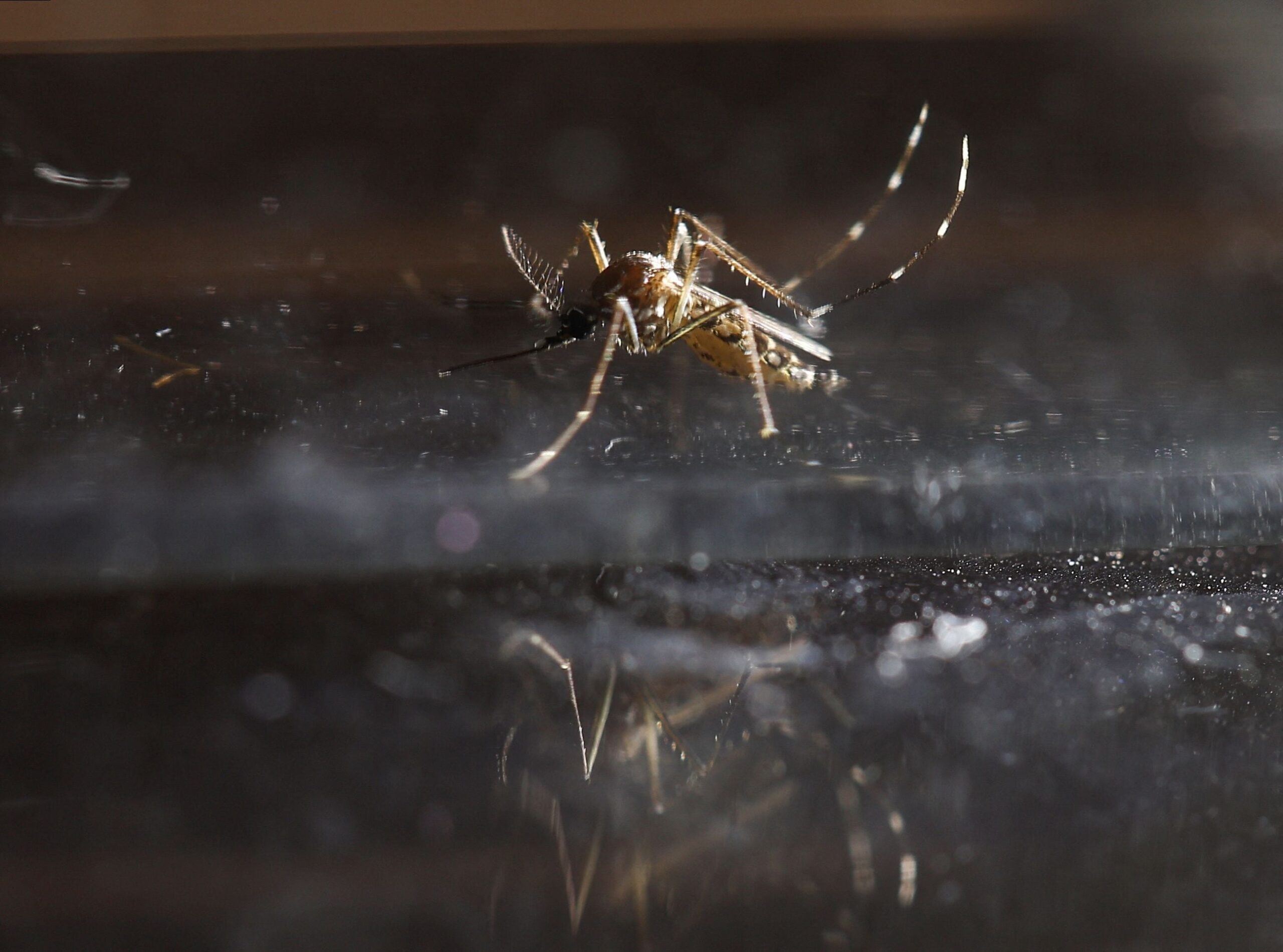 Para prevenir el dengue, es necesario evitar la propagación del mosquito Aedes aegypti (REUTERS/Agustin Marcarian)