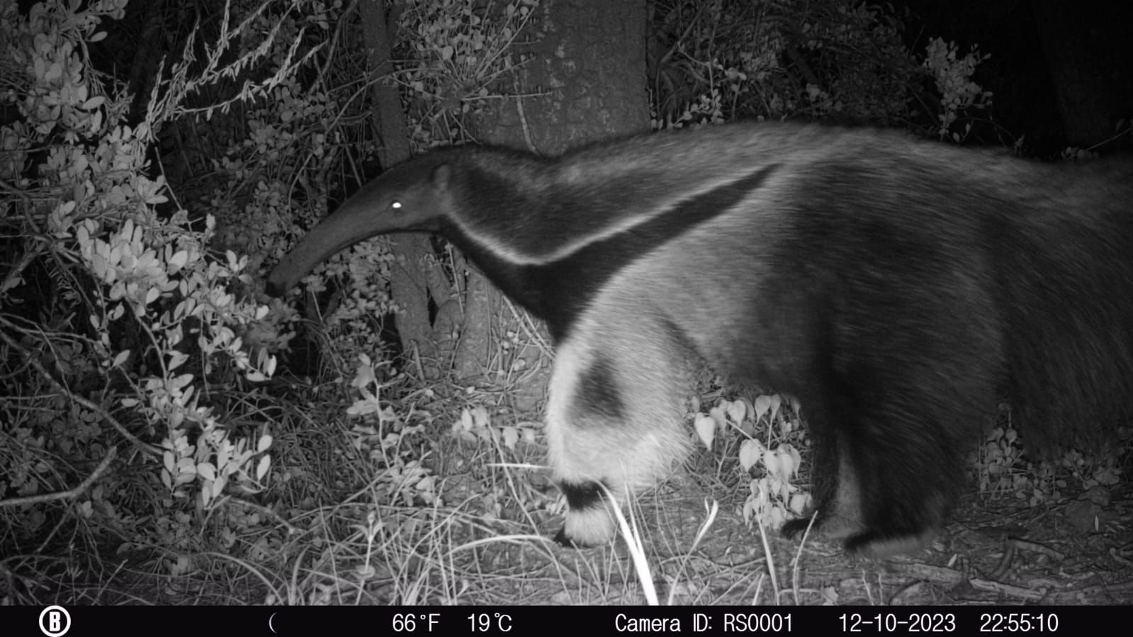 Oso hormiguero captado en la Región de Ansenuza, Córdoba (Foto: Gobierno de Córdoba)