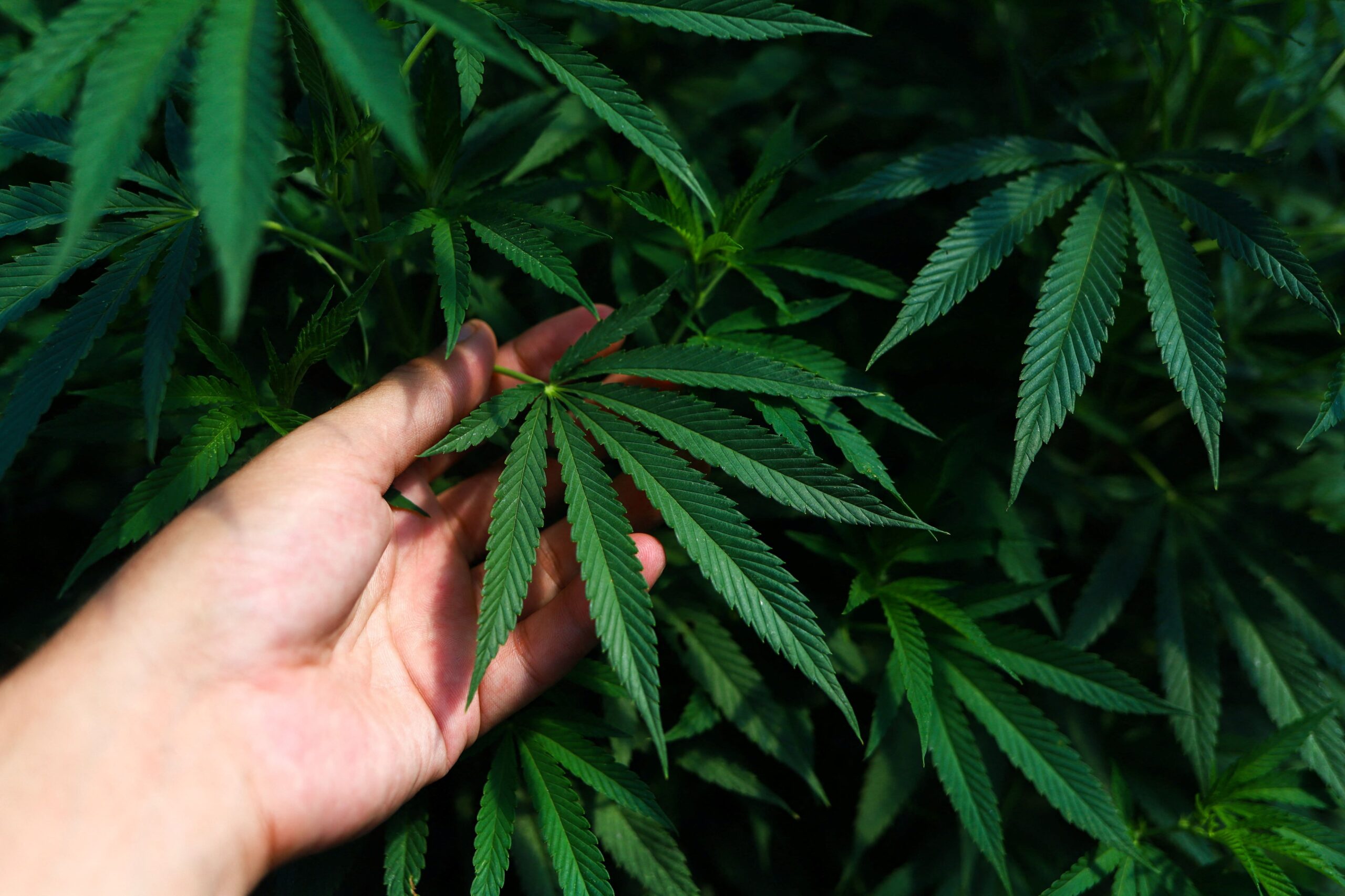 El Gobierno restringirá a pocas patologías el permiso para cultivar o consumir cannabis con fines medicinales (REUTERS/Matias Baglietto)