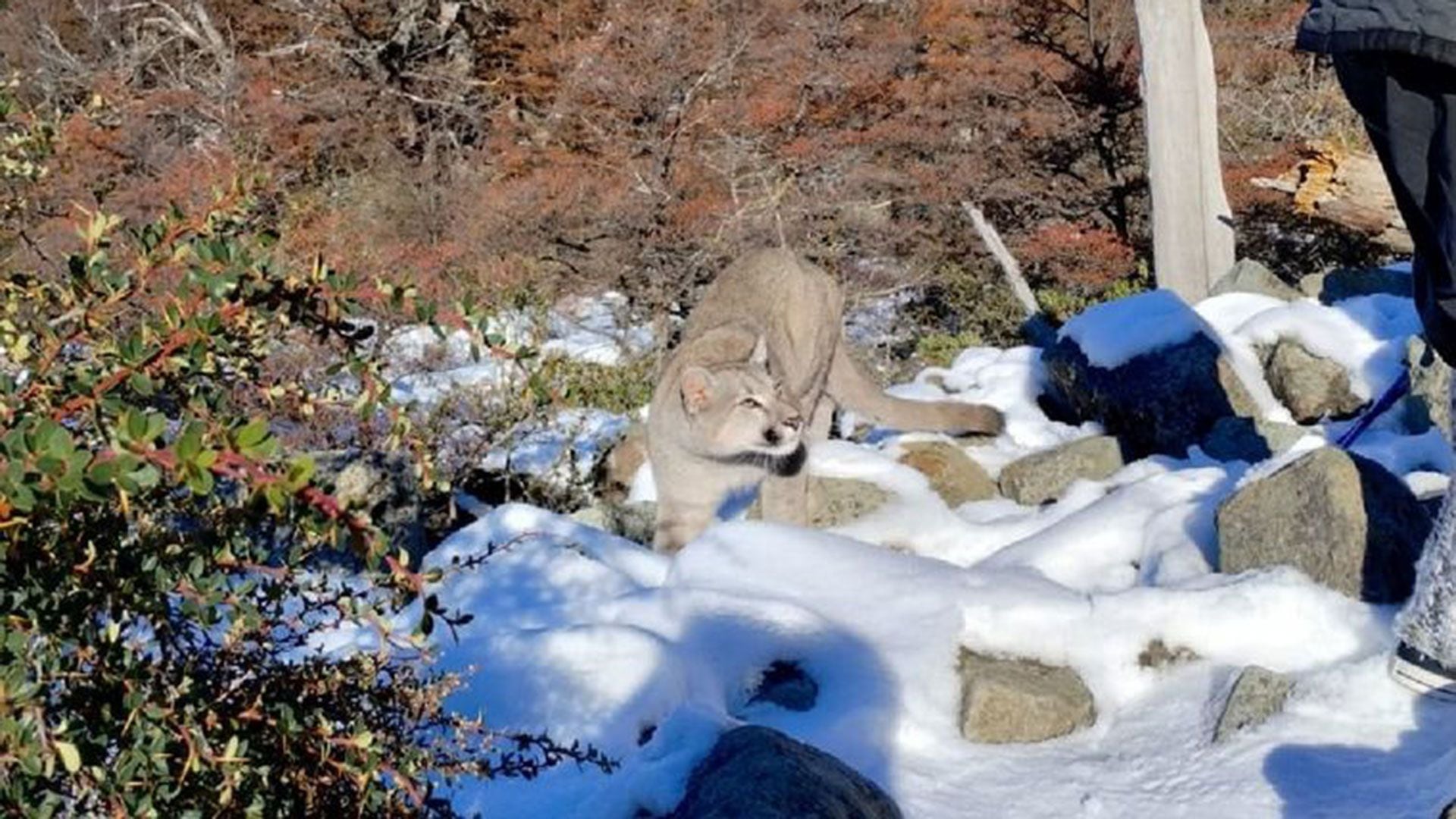 puma en el Chaltén