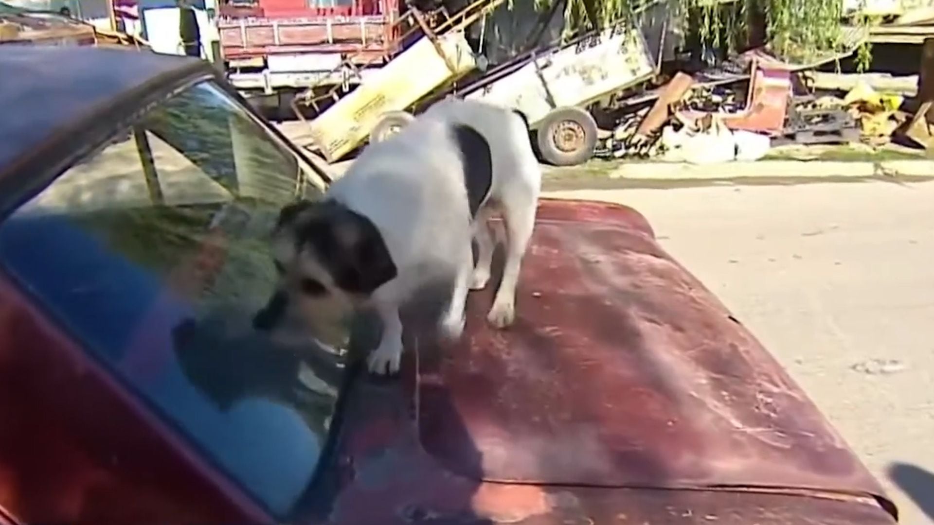 Habló el hombre que manejó por La Plata con su perro arriba del techo