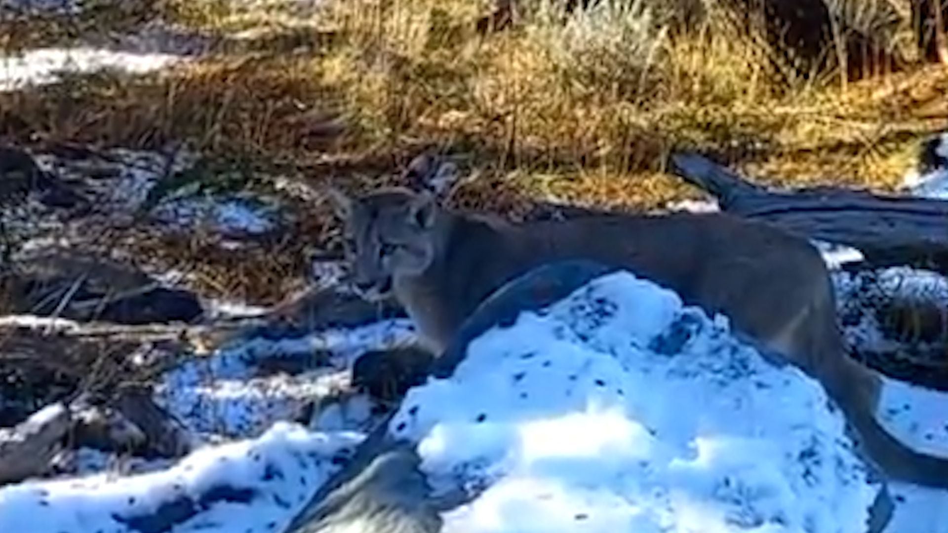 puma en el Chaltén