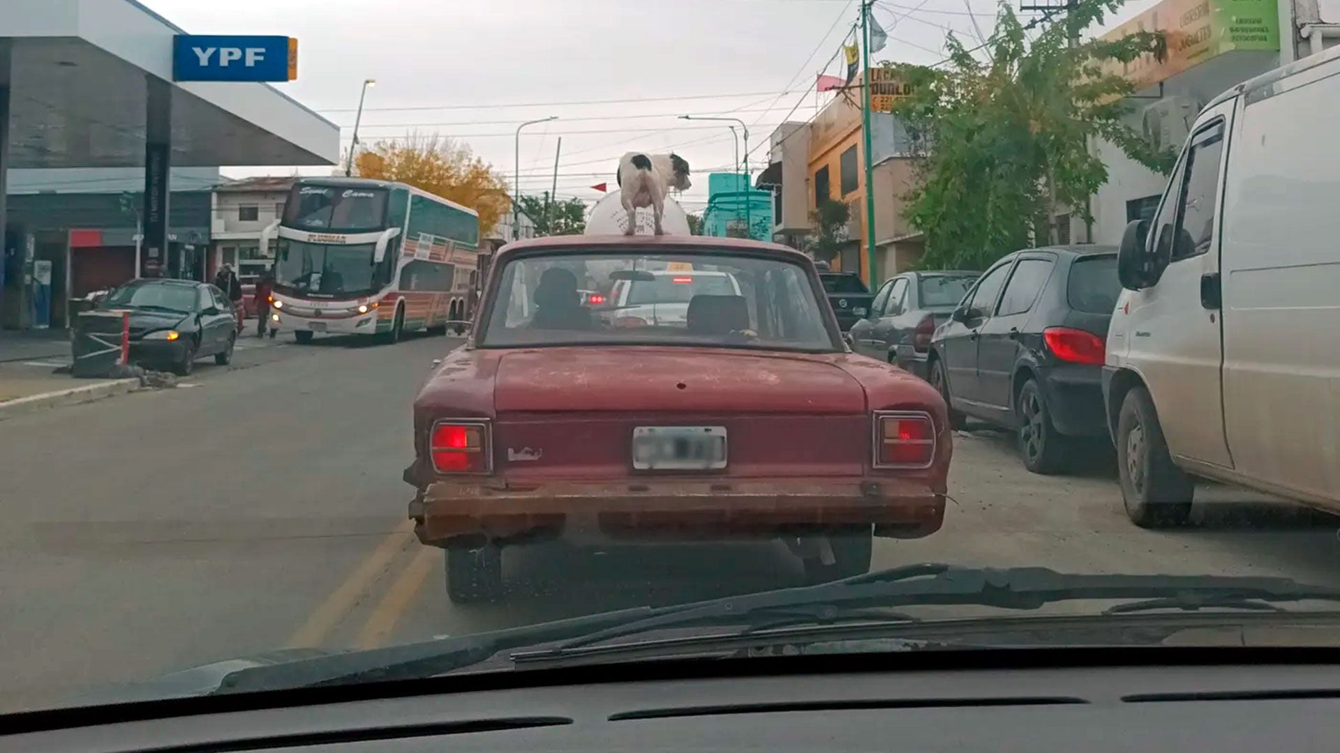 perro arriba del techo La Plata