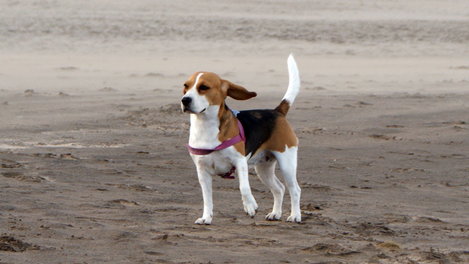 Perrita Lola de Alberto Amato