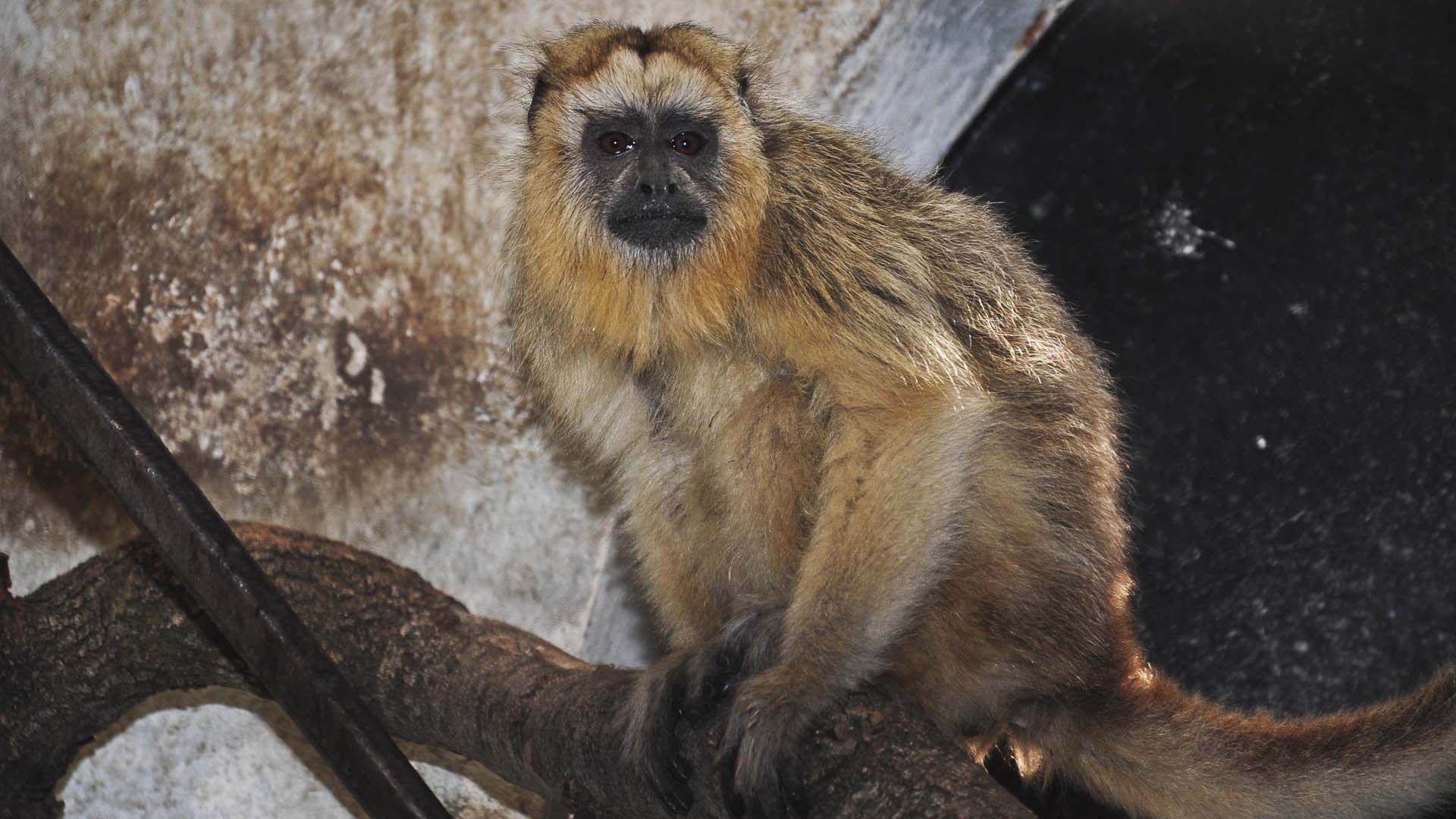 Un ejemplar de mono carayá de 18 años fue rescatada de un circo en la localidad cordobesa de Pozo de Molle