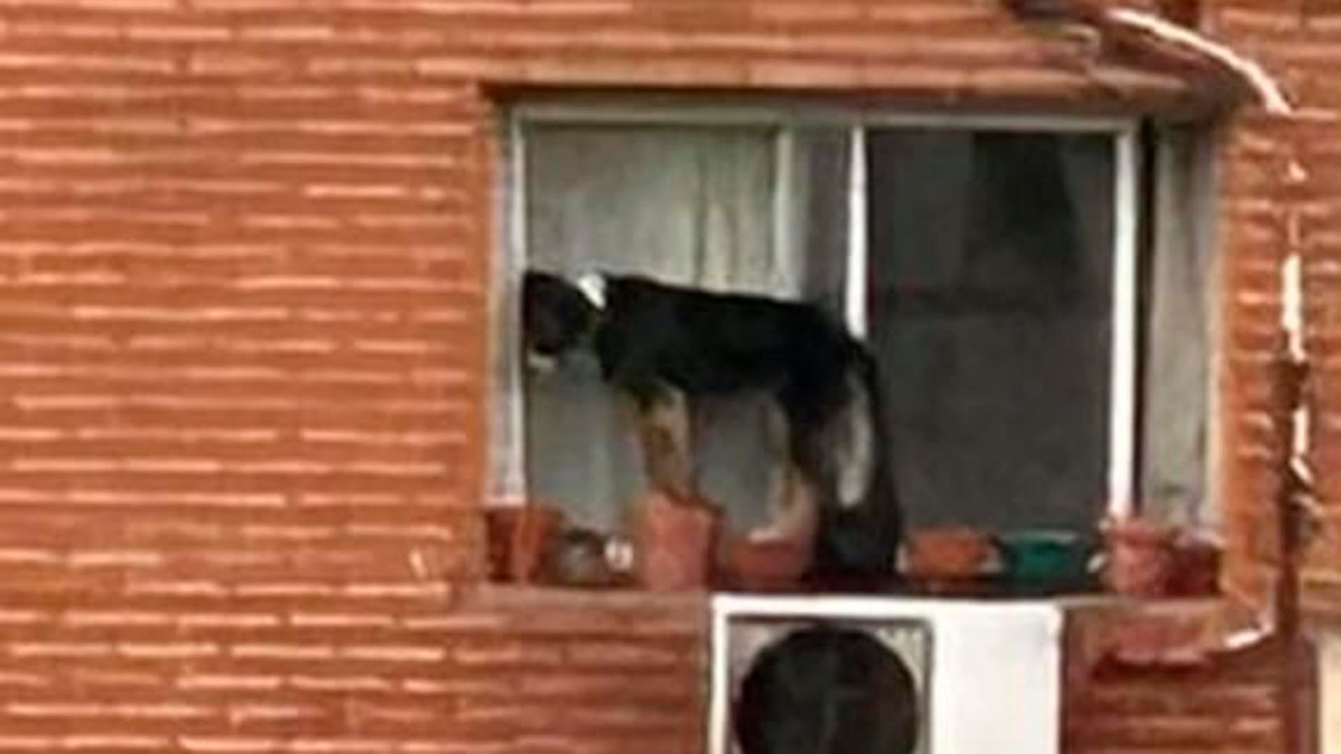 Maltrato animal en Belgrano: rescataron a un perro que estaba al borde de una ventana en un sexto piso