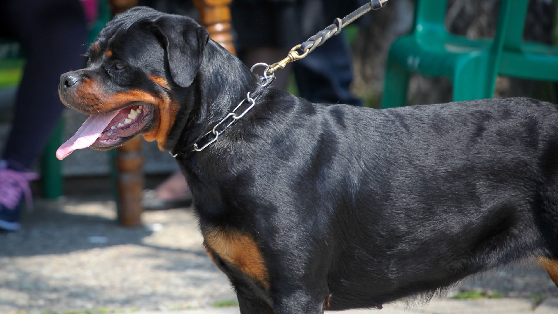 rottweiler portada