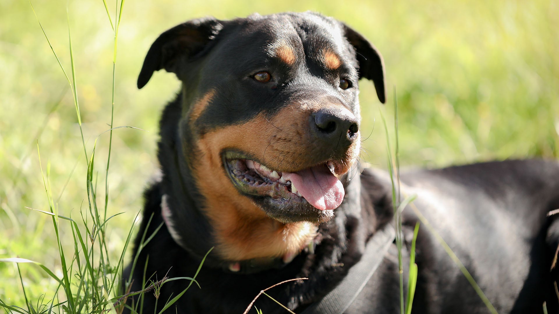 rottweiler portada