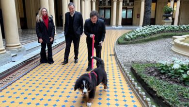 Photo of Javier Milei paseó por la Casa Rosada con el perro Thor: “Acá es donde trabaja el tío”